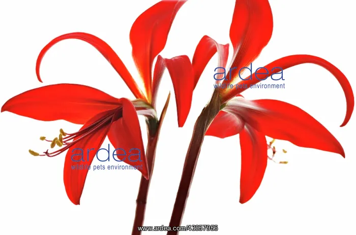  : Jacobean Lily