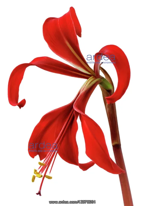  : Jacobean Lily