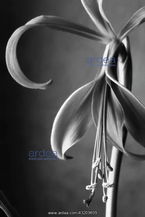 : Jacobean Lily : Jacobean Lily