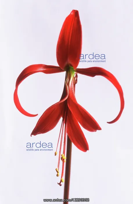  : Jacobean Lily