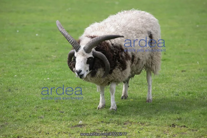 : Jacobs sheep grazing - Scotland UK : Jacobs sheep grazing - Scotland UK