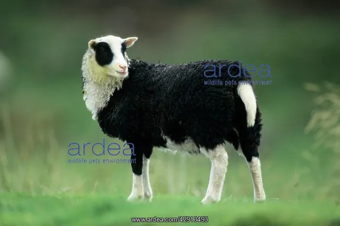 : Jacob's Sheep - lamb on meadow : Jacob's Sheep - lamb on meadow