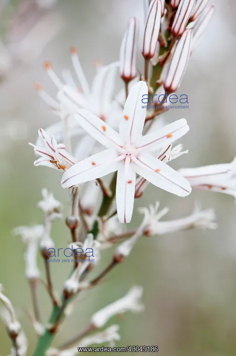 : Jade plant, Money plant : Jade plant, Money plant