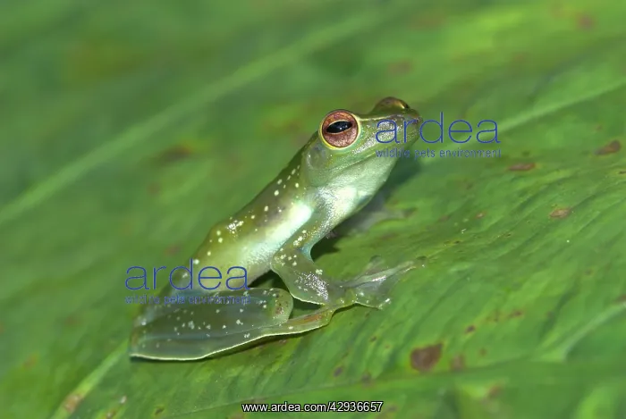 : Jade Tree Frog : Jade Tree Frog