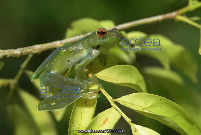  : Jade Tree Frog