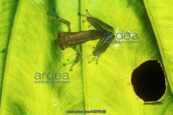 : Jade Tree Frog - cliging to leaf : Jade Tree Frog - cliging to leaf