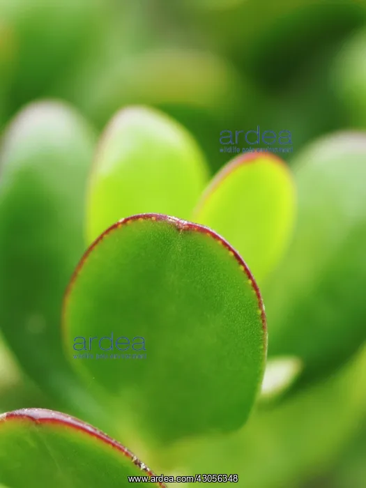 : Jadeplant, Money plant, Crassula ovata : Jadeplant, Money plant, Crassula ovata