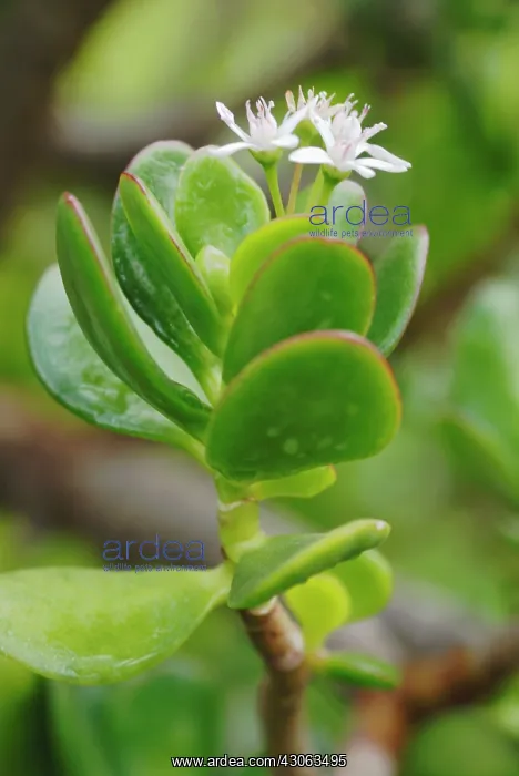 : Jadeplant, Money plant, Crassula ovata : Jadeplant, Money plant, Crassula ovata