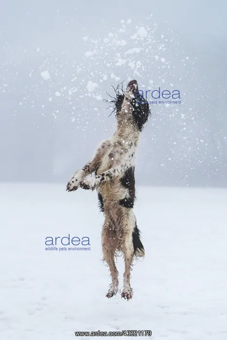 : Jagdhund, Springerspaniel, im Schnee beim Vorstehen : Jagdhund, Springerspaniel, im Schnee beim Vorstehen
