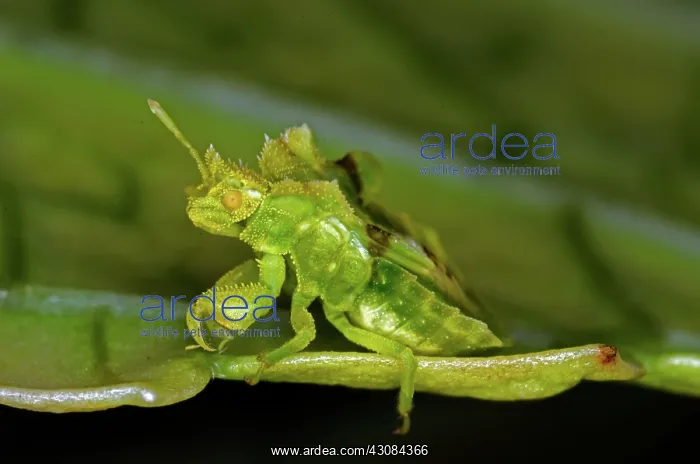 : Jagged AMbush Bug : Jagged AMbush Bug