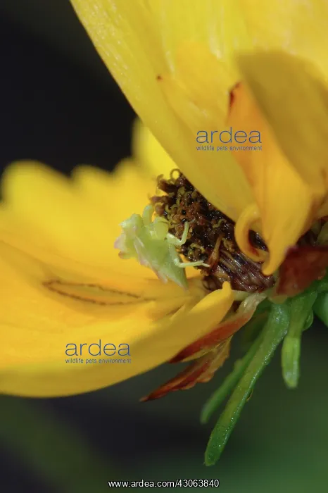 : Jagged Ambush Bug nymph : Jagged Ambush Bug nymph