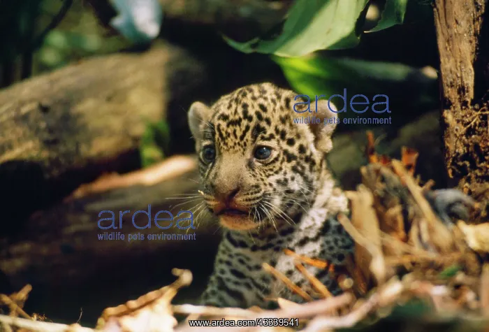 : Jaguar - 4 week old cub : Jaguar - 4 week old cub