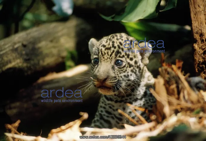 : Jaguar - 4 week old cub on forest floor : Jaguar - 4 week old cub on forest floor