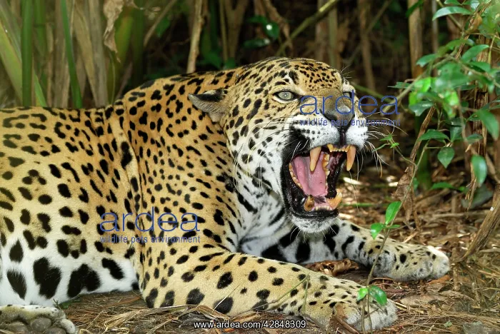  : Jaguar (Panthera onca). Belize