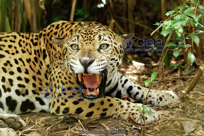  : Jaguar (Panthera onca). Belize