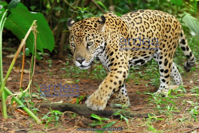  : Jaguar (Panthera onca). Belize