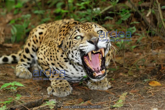  : Jaguar (Panthera onca). Belize