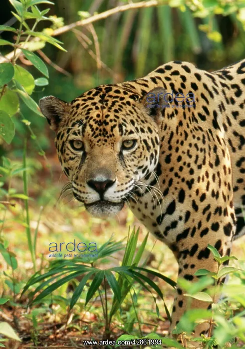 : Jaguar (Felis onca). Belize, South America : Jaguar (Felis onca). Belize, South America