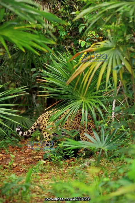 : Jaguar (Panthera onca). Belize, Central American Rainforest : Jaguar (Panthera onca). Belize, Central American Rainforest