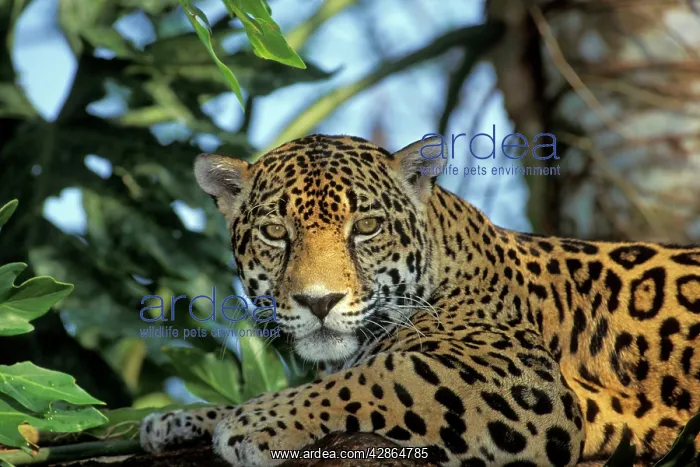 : Jaguar (Panthera onca). Belize, Central American Rainforest : Jaguar (Panthera onca). Belize, Central American Rainforest