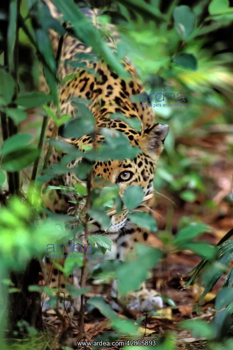 : Jaguar (Panthera onca). Belize, Central American Rainforest : Jaguar (Panthera onca). Belize, Central American Rainforest