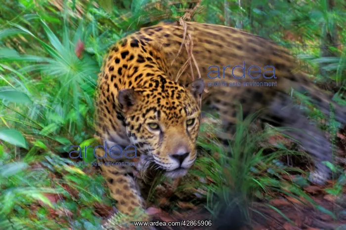 : Jaguar (Panthera onca). Belize, Central American Rainforest : Jaguar (Panthera onca). Belize, Central American Rainforest