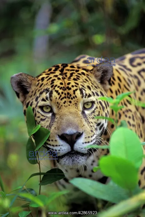 : Jaguar (Panthera onca). Belize, Central American Rainforest : Jaguar (Panthera onca). Belize, Central American Rainforest