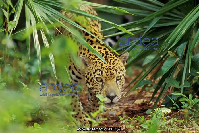 : Jaguar (Panthera onca). Belize, Central American Rainforest : Jaguar (Panthera onca). Belize, Central American Rainforest
