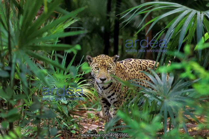 : Jaguar (Panthera onca). Belize, Central American Rainforest : Jaguar (Panthera onca). Belize, Central American Rainforest