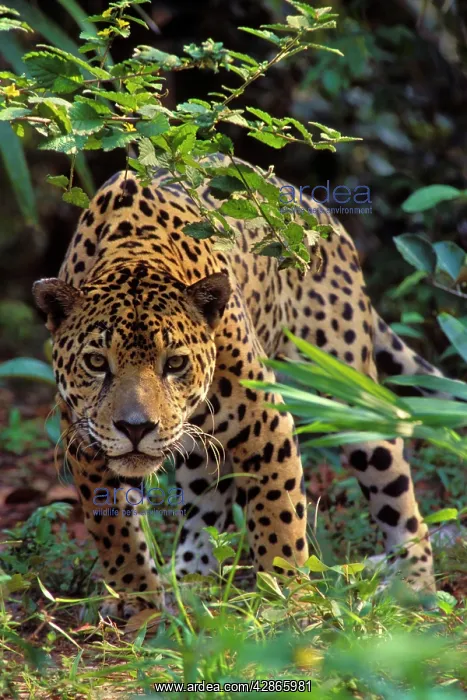 : Jaguar (Panthera onca). Belize, Central American Rainforest : Jaguar (Panthera onca). Belize, Central American Rainforest