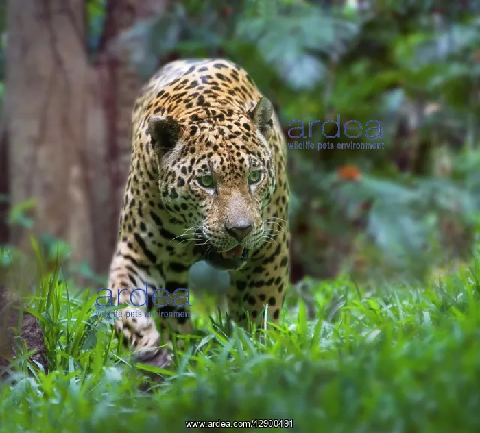  : Jaguar