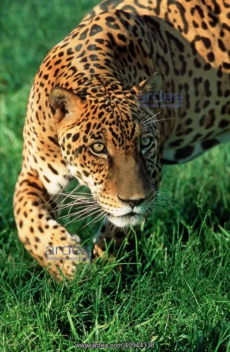  : JAGUAR (Panthera onca)