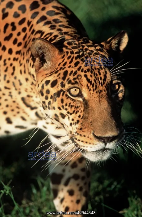  : JAGUAR (Panthera onca)