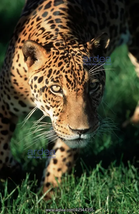  : JAGUAR (Panthera onca)