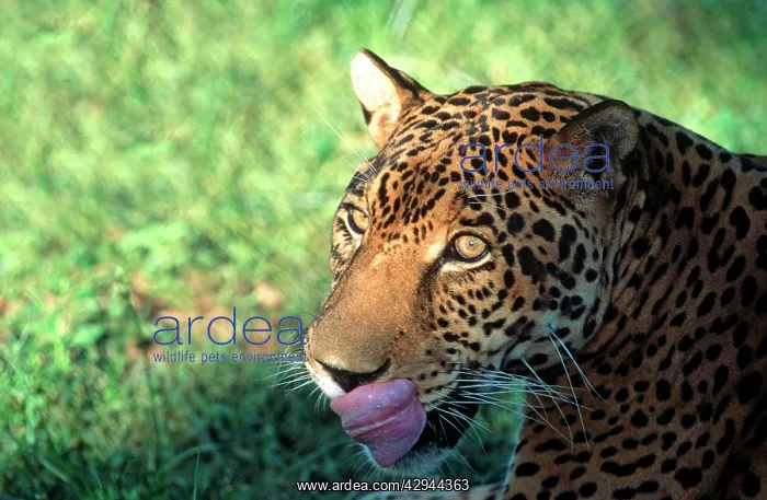  : JAGUAR (Panthera onca)