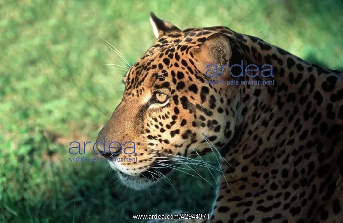  : JAGUAR (Panthera onca)