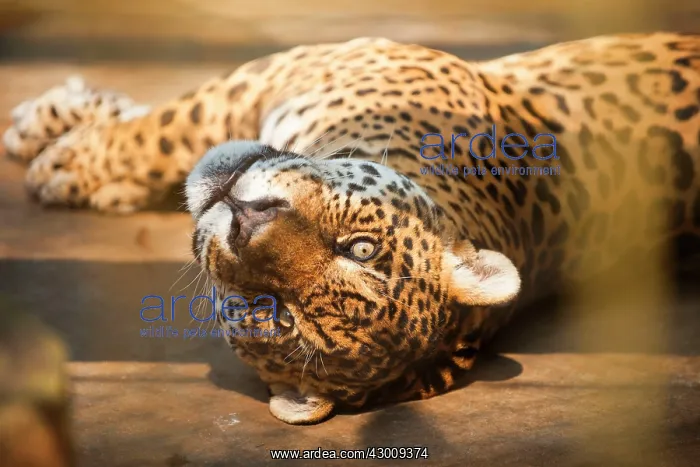 : Jaguar (Panthera onca). male - Misiones, Argentina : Jaguar (Panthera onca). male - Misiones, Argentina