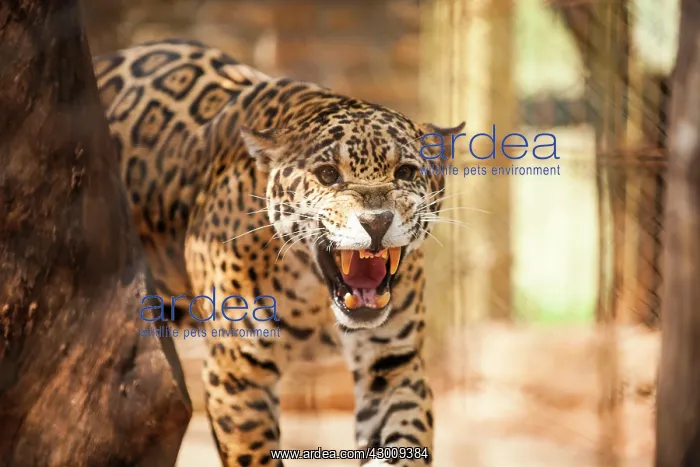 : Jaguar (Panthera onca). female - Misiones, Argentina : Jaguar (Panthera onca). female - Misiones, Argentina