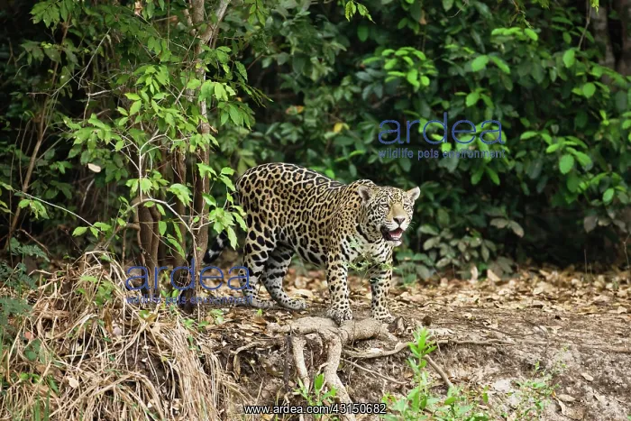 : Jaguar (Panthera onca) walking in forest : Jaguar (Panthera onca) walking in forest
