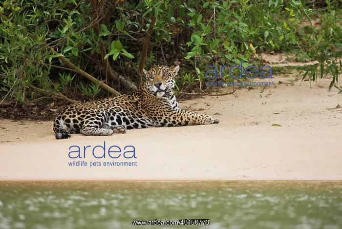 : Jaguar. A Jaguar (Panthera onca) laying at waterside : Jaguar. A Jaguar (Panthera onca) laying at waterside