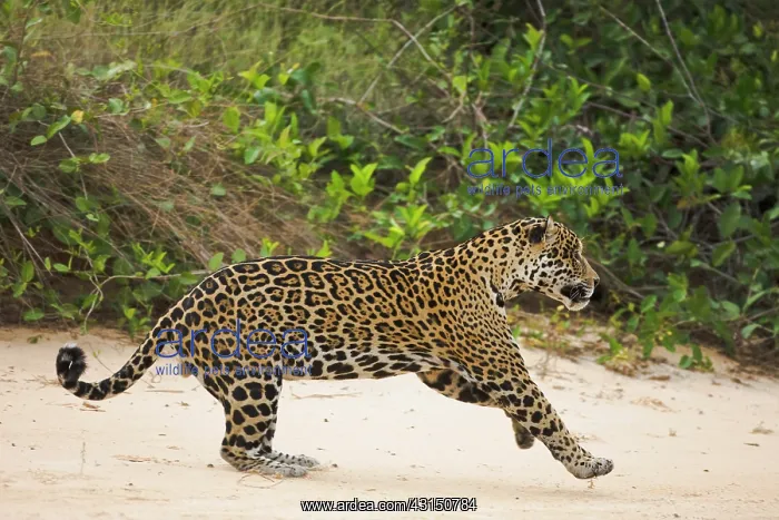 : Jaguar (Panthera onca) hunting at waterside : Jaguar (Panthera onca) hunting at waterside