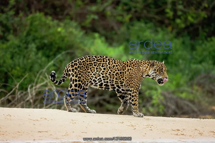 : Jaguar (Panthera onca) hunting at waterside