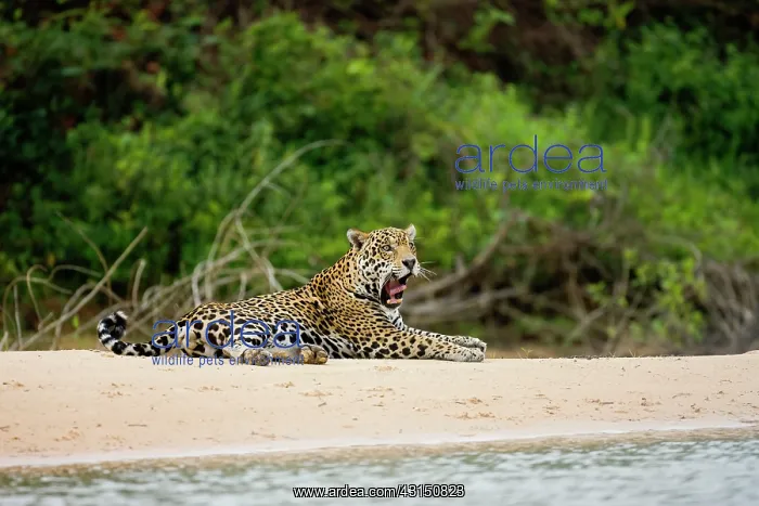 : Jaguar. A Jaguar (Panthera onca) recovering after a failed attempt at hunting : Jaguar. A Jaguar (Panthera onca) recovering after a failed attempt at hunting