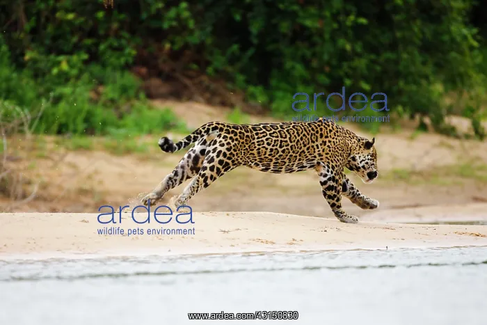 : Jaguar (Panthera onca) hunting at waterside : Jaguar (Panthera onca) hunting at waterside