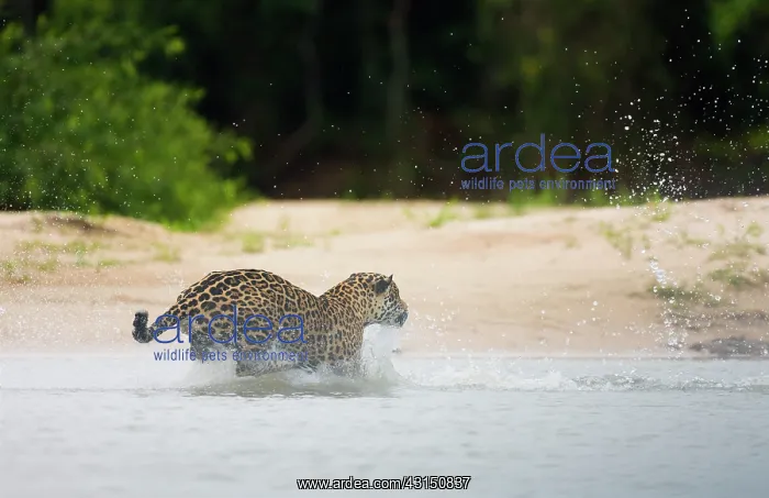 : Jaguar (Panthera onca) hunting in water : Jaguar (Panthera onca) hunting in water