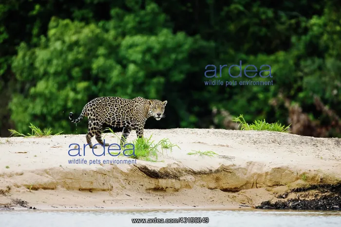 : Jaguar. A Jaguar (Panthera onca) standing at waterside : Jaguar. A Jaguar (Panthera onca) standing at waterside