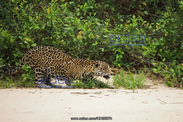 : Jaguar. A Jaguar (Panthera onca) is ready to attack : Jaguar. A Jaguar (Panthera onca) is ready to attack
