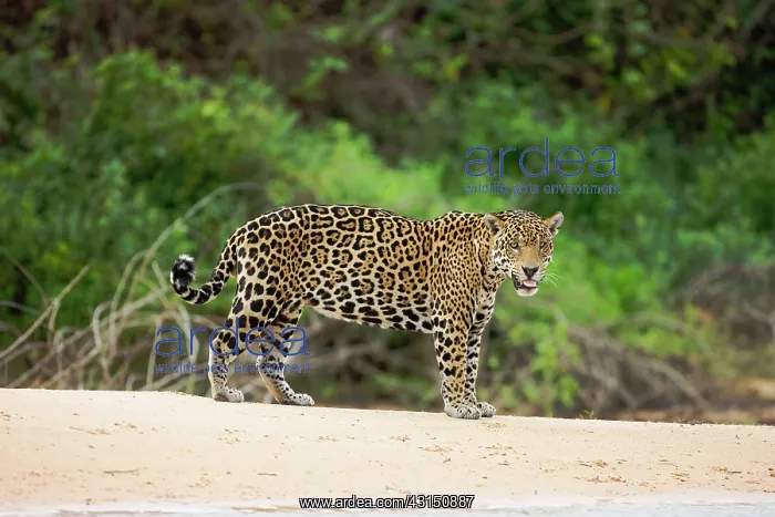 : Jaguar. A Jaguar (Panthera onca) standing at waterside : Jaguar. A Jaguar (Panthera onca) standing at waterside