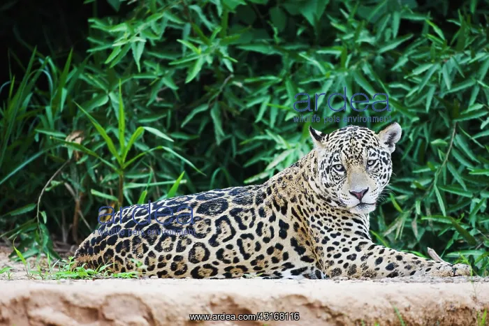 : Jaguar. A Jaguar (Panthera onca) resting on the beach : Jaguar. A Jaguar (Panthera onca) resting on the beach