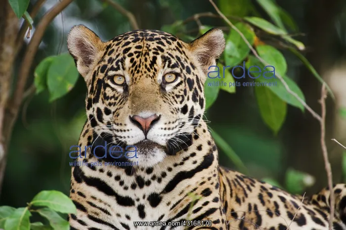 : Jaguar. A Jaguar (Panthera onca) wears a large leather radio collar used for tracking : Jaguar. A Jaguar (Panthera onca) wears a large leather radio collar used for tracking